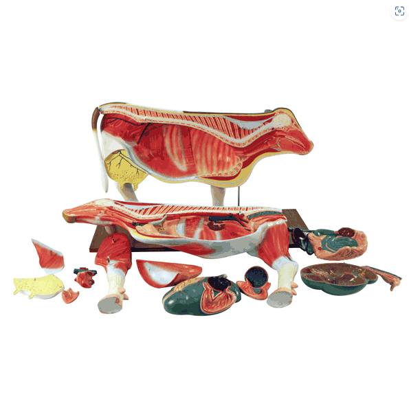 DS-70814 - Cow Anatomy Model Cow Anatomy Model