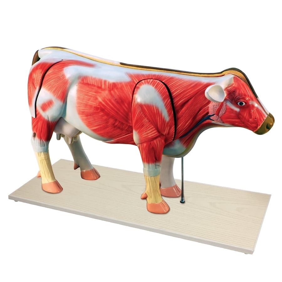 DS-70814 - Cow Anatomy Model Cow Anatomy Model
