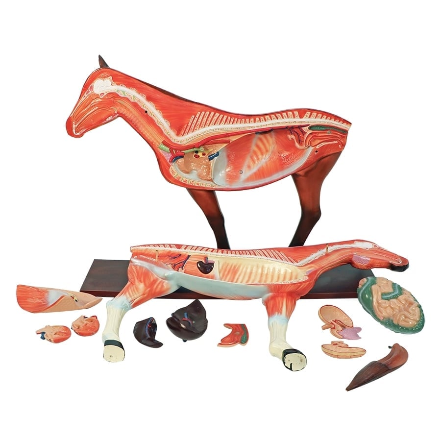 DS-70817 - Horse Anatomy Model, 12 Parts Horse Anatomy Model, 12 Parts