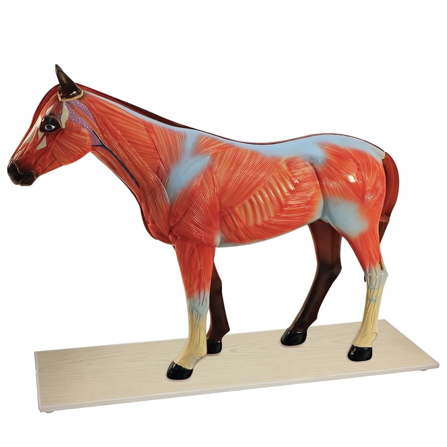 DS-70817 - Horse Anatomy Model, 12 Parts Horse Anatomy Model, 12 Parts