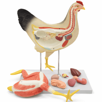 Chicken Anatomy Model, 7 Parts