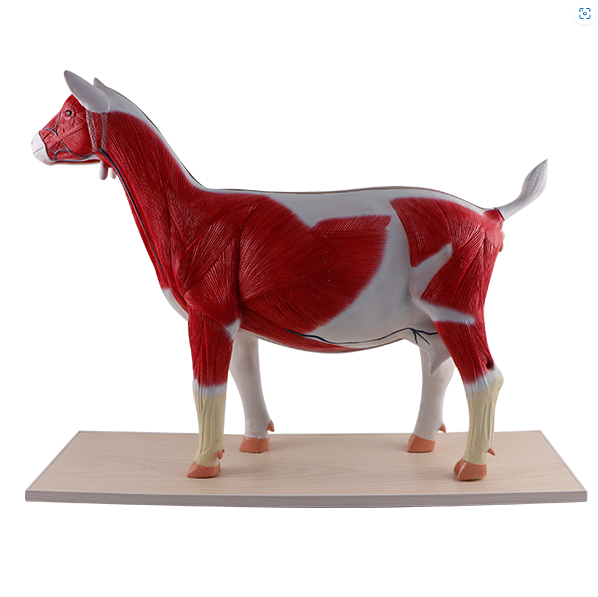 DS-70831 - Goat Anatomy Model, 12 Parts Goat Anatomy Model, 12 Parts