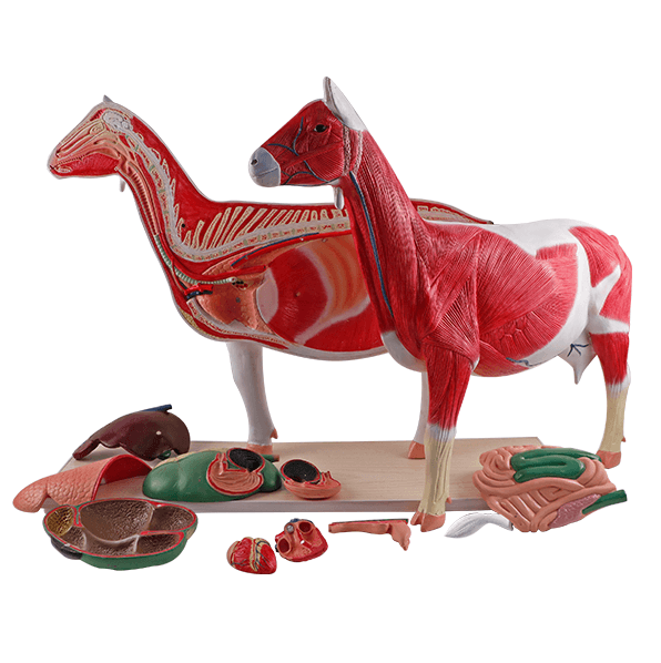 DS-70831 - Goat Anatomy Model, 12 Parts Goat Anatomy Model, 12 Parts