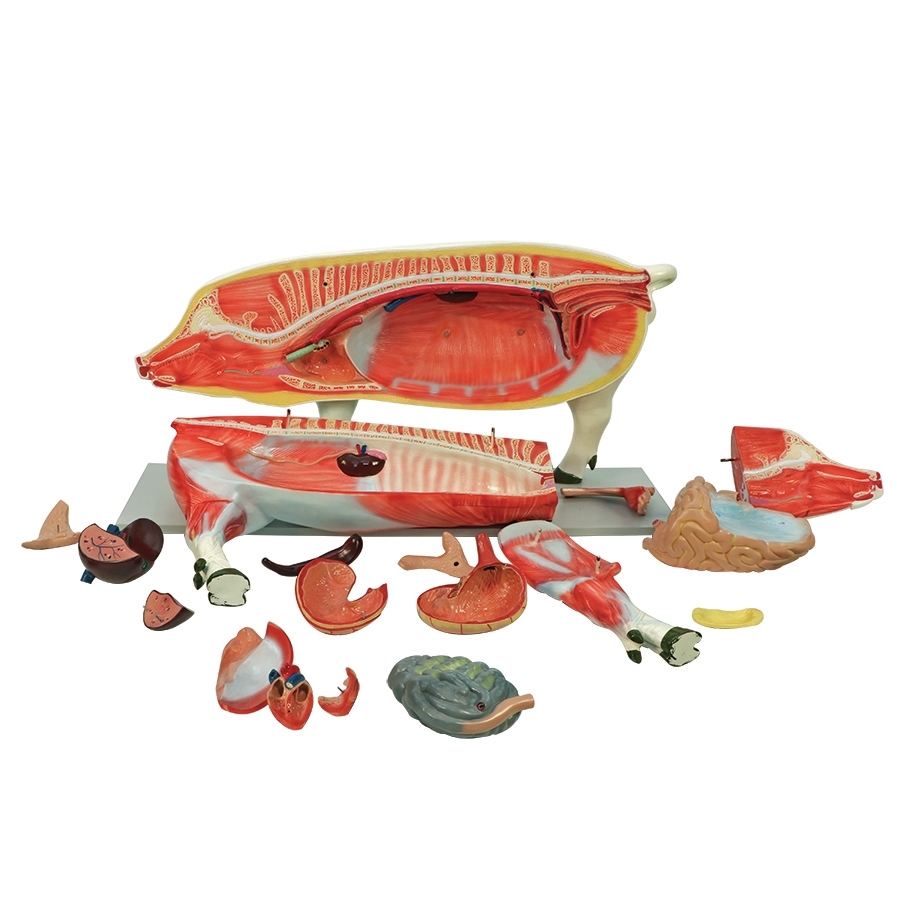 DS-70832 - Pig Anatomy Model, 17 Parts Pig Anatomy Model, 17 Parts