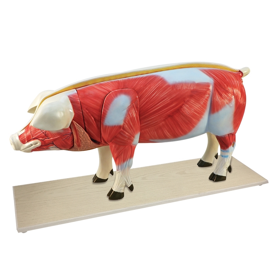 DS-70832 - Pig Anatomy Model, 17 Parts Pig Anatomy Model, 17 Parts