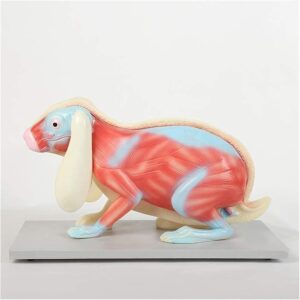 Rabbit Anatomy Model
