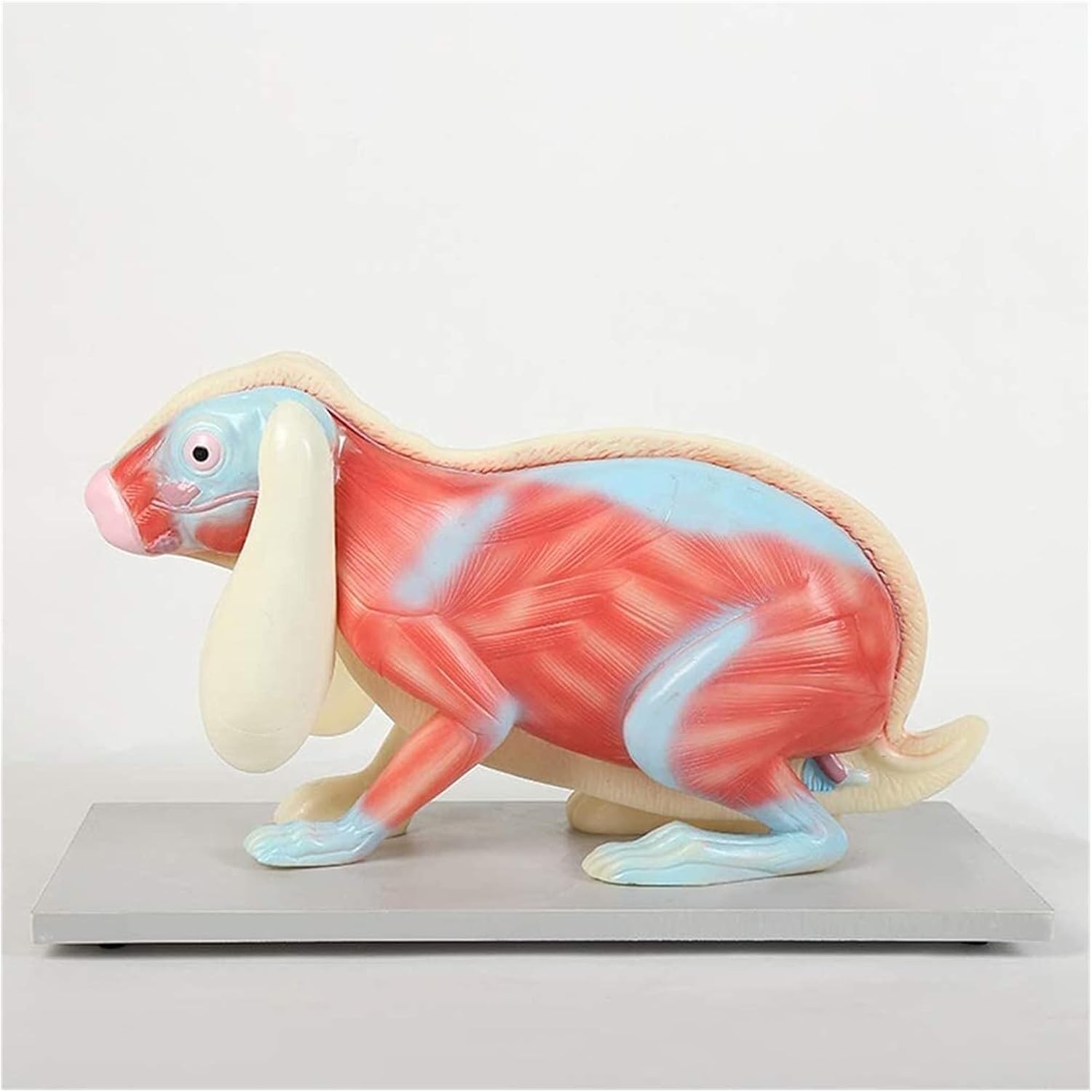 DS-70862 - Rabbit Anatomy Model Rabbit Anatomy Model