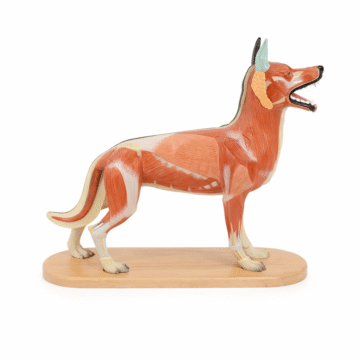 Dog Anatomy Model, 11 Parts
