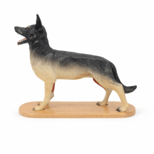 Dog Anatomy Model, 11 Parts