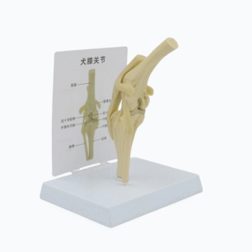 Dog Knee Joint Model