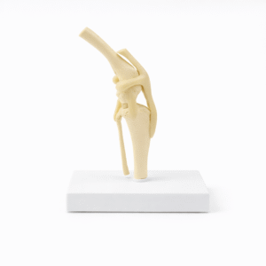 Dog Knee Joint Model