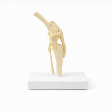 Dog Knee Joint Model
